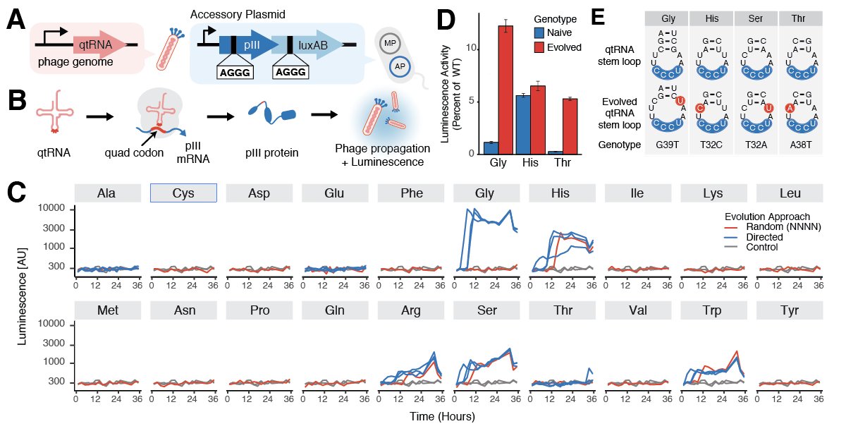 Ever wanted to evolve a quadruplet-decoding tRNA for all 20 amino acids... simultaneously? Now you can! And we did…. 6/n