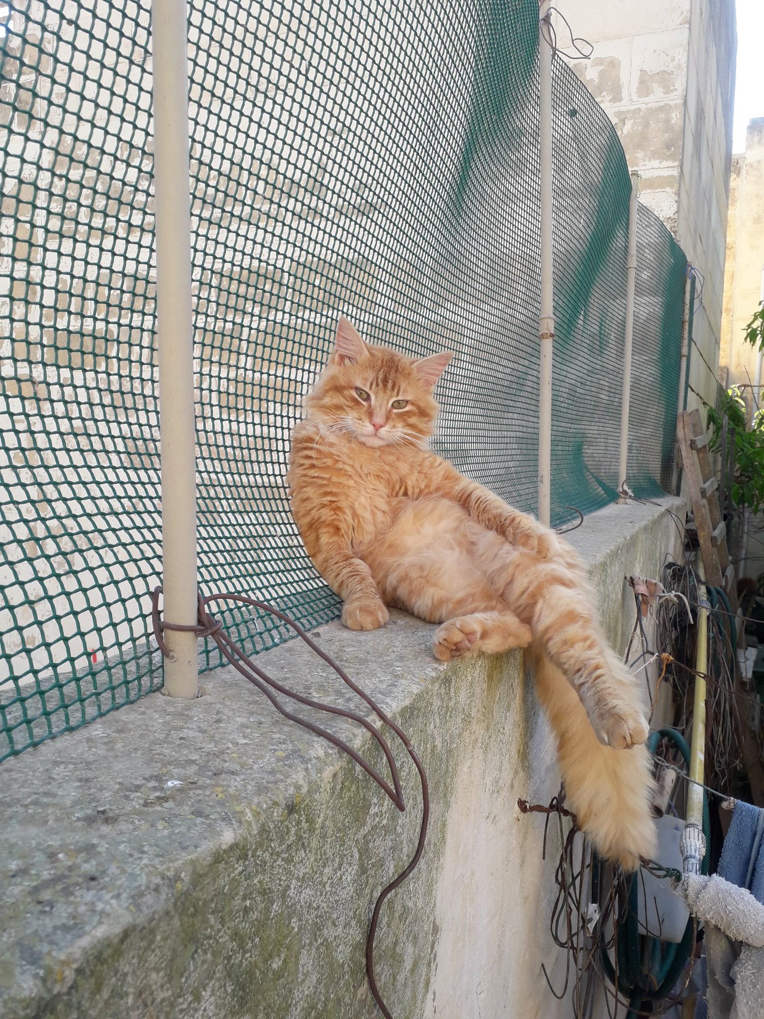 Wiseman2 on Twitter "Effects of quarantine cats have to do it to 😷