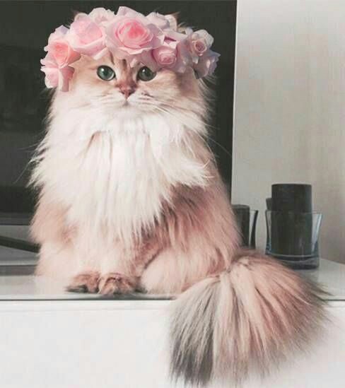 😻