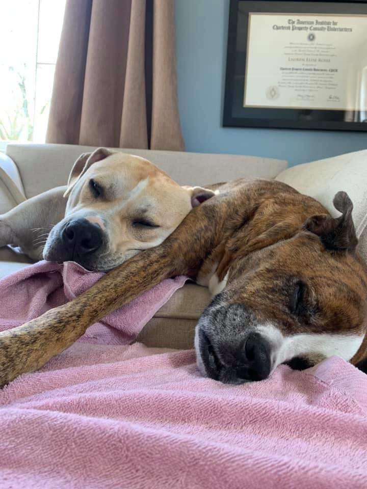 After suffering a severe injury Mahalo was nursed back to health by our medical team and now a loving family. Mahalo means thank you in Hawaiian, but in this case Mahalo means so glad to be happy and healthy!  #savinglives #mahalo #thankyou