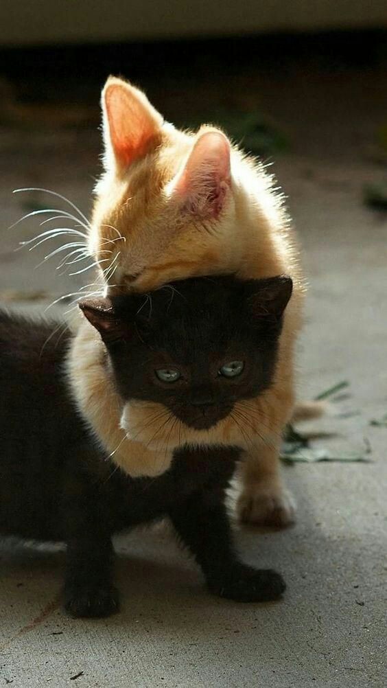 😻