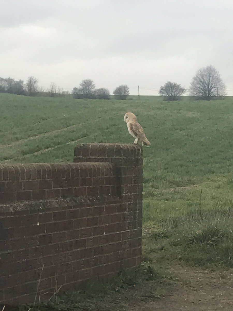 Keeping on the positive, less cars equals more chances to see wildlife . This was taken at the bottom of the hill going towards church at Glemsford.