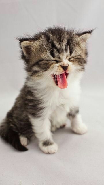 😻