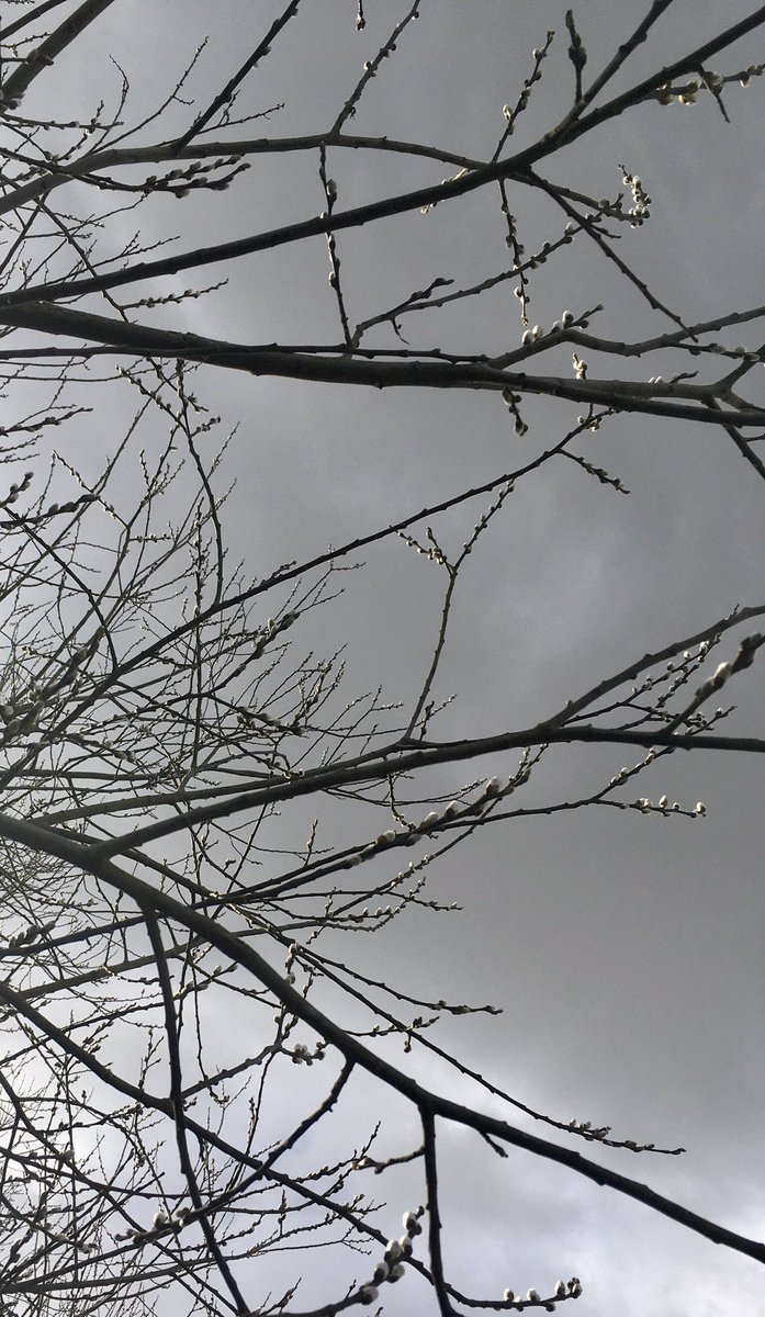 jamesgilbertmr's tweet photo. Goat willow buds catch the afternoon sunshine and gleam against grey clouds. https://t.co/prJ1B6zaVO