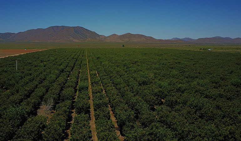 APGMembers's tweet image. Arizona’s pistachio acreage is increasing buff.ly/3bLQRoc