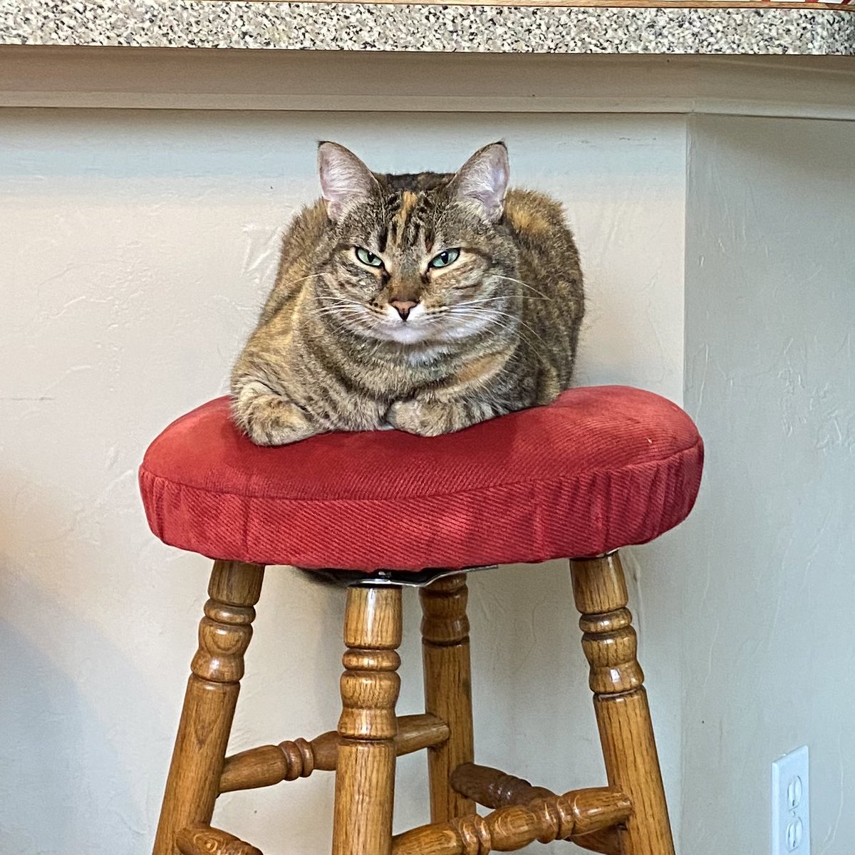 BillyDubs's tweet photo. Management heard word that I was using company time to play video games and other meaningless time wasting. She has decided to move her work space to this location. Tune in to ESPN+ at 4pm to see if she is right. #ForKittyAndClub #WFH #catcontent #micromanage https://t.co/G7AshDImMa