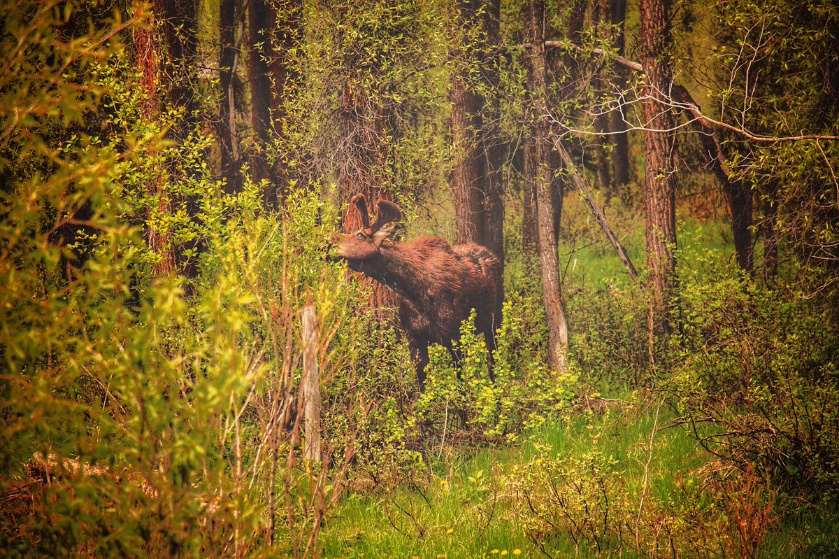 RKDProductions's tweet photo. #RT if this is your idea of #Quarantine and #SocialDistancing; then show me how your coping with #Covid19 #Coronavirus!
———————
#JacksonHole #Wyoming #RKDProductions #RKDTravelLog @RobertKDunmead https://t.co/WeB6Lfp4ly