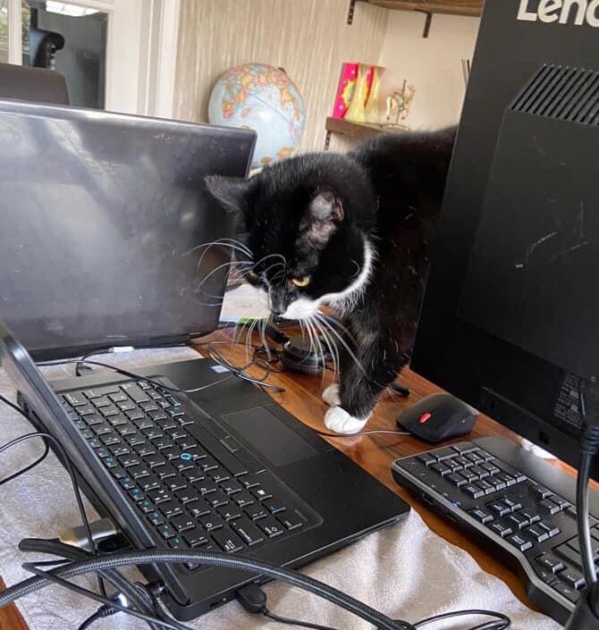 mi_harve's tweet photo. @OwainWynEvans Lottie working through a mountain of emails https://t.co/DbudYfSWos
