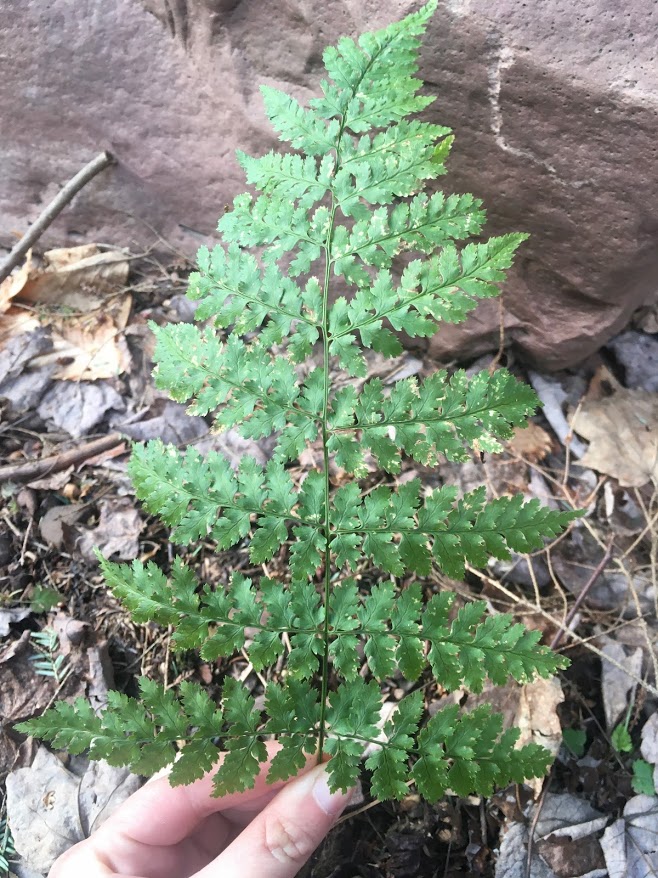 greatlakescisco's tweet image. I&apos;m pretty excited about the at-home lab I&apos;ve cooked up for my students next week! I&apos;ll be doing a live &quot;Woods Walk&quot; on fungi, mosses &amp;amp; ferns on #Periscope next Monday, April 6th, 1:30pm ET. Then I&apos;m challenging them with a photo scavenger hunt to find &amp;amp; ID 2 species of their own