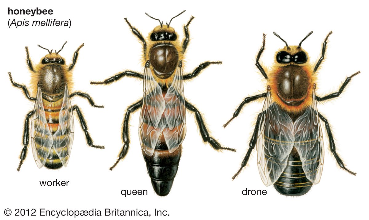 The thing I've been promising to tell you is the most interesting thing about bees - their society and the queenIn a hive, there are three types of bee - queen, worker (girl) and drone (boy).