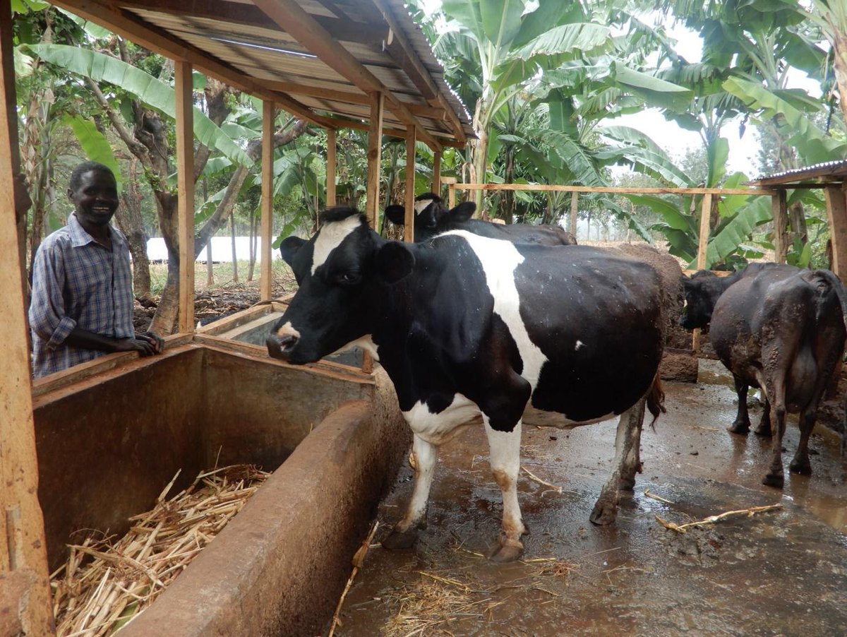 High production costs and inefficiencies along the value chain are just some of the challenges facing #dairy farmers in #Kenya. A partnership between <a href="/Solidaridadnetw/">Solidaridad Network</a> and <a href="/Heifer/">Heifer International</a> to establish one-stop-shop “dairy hubs” is changing that.

solidaridadnetwork.org/news/building-…
