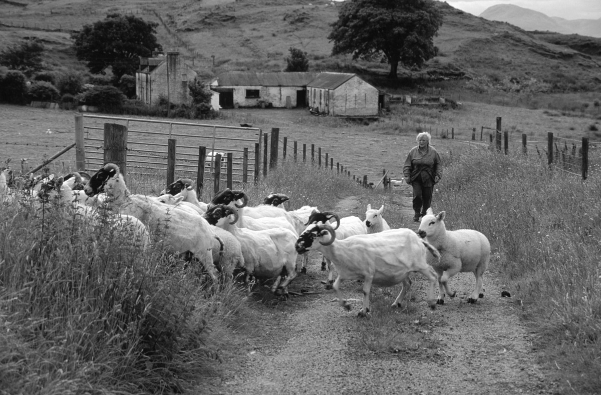 Iris McColl, farmer, dosing the sheep, Isle of Lismore (2004) #WeAreHighlandsAndIslands  #TheHillsAreAlwaysHere