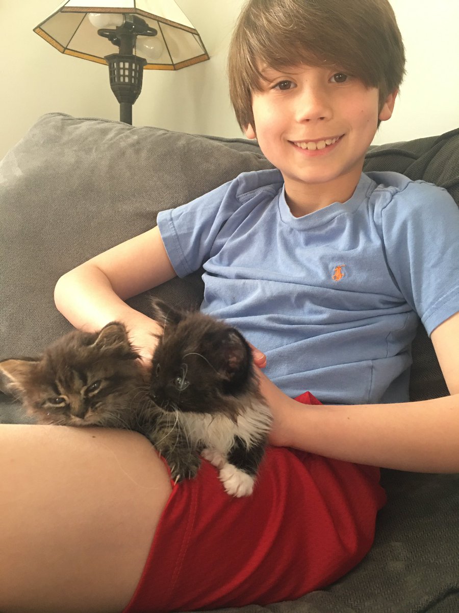 mrsdangelo_ICS's tweet photo. Smokey &amp; Cobra are helping out the Civitano’s with their schoolwork today! 🐱 🐱 #TakeYourPettoSchoolThursday @icschool_online https://t.co/Dek3lDtD8U