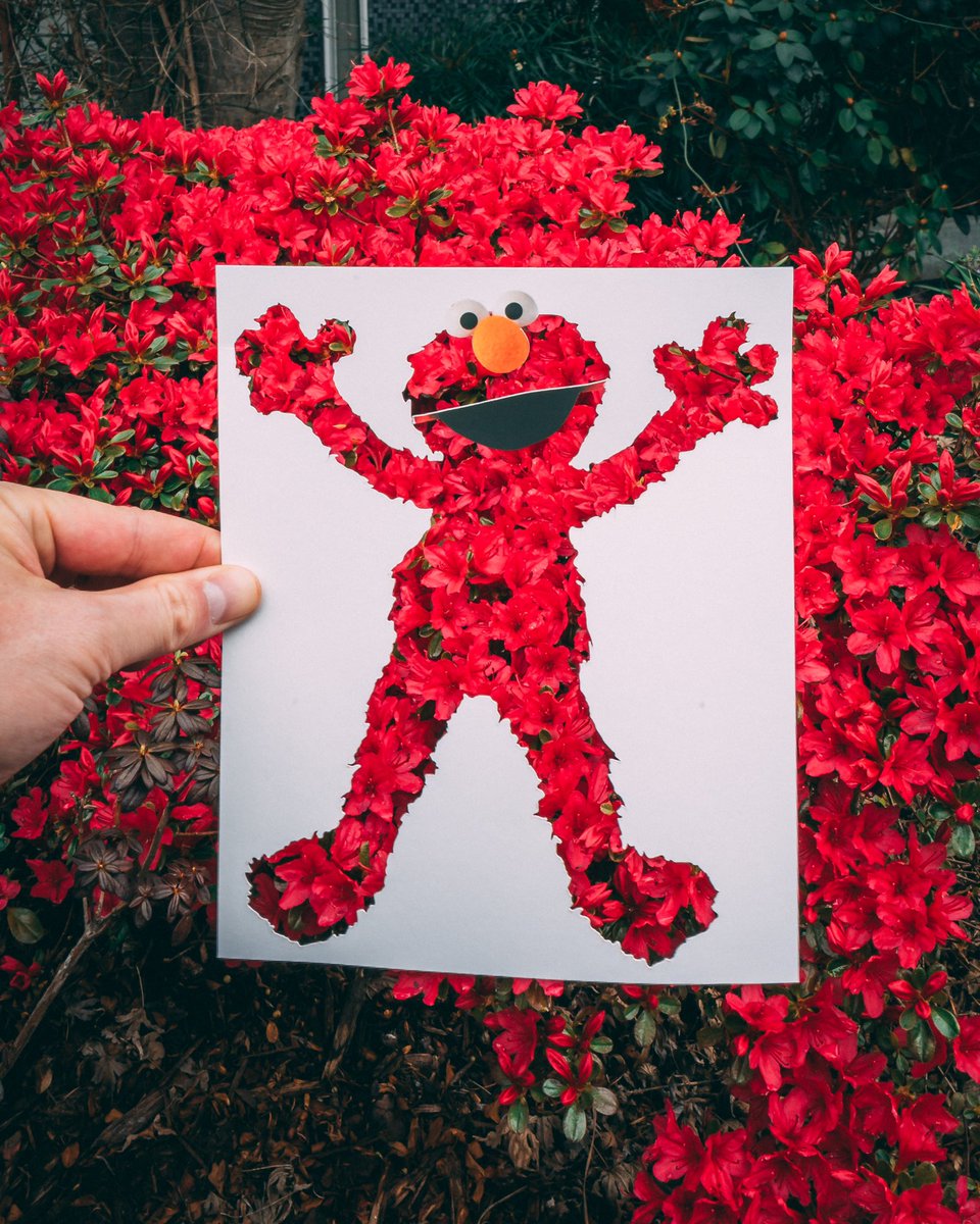 RudyWillingham's tweet image. On the bright side, flowers are blooming!

#sesamestreet #Flowers #WeGotThis