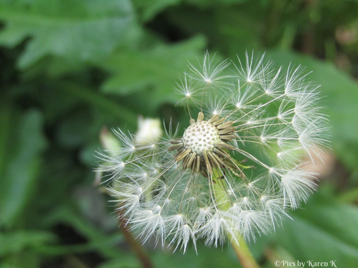 KalSays's tweet photo. @edayphotos Make a Wish! #SelfIsolationsilverlinings Photo Challenge! https://t.co/totoMc5liX