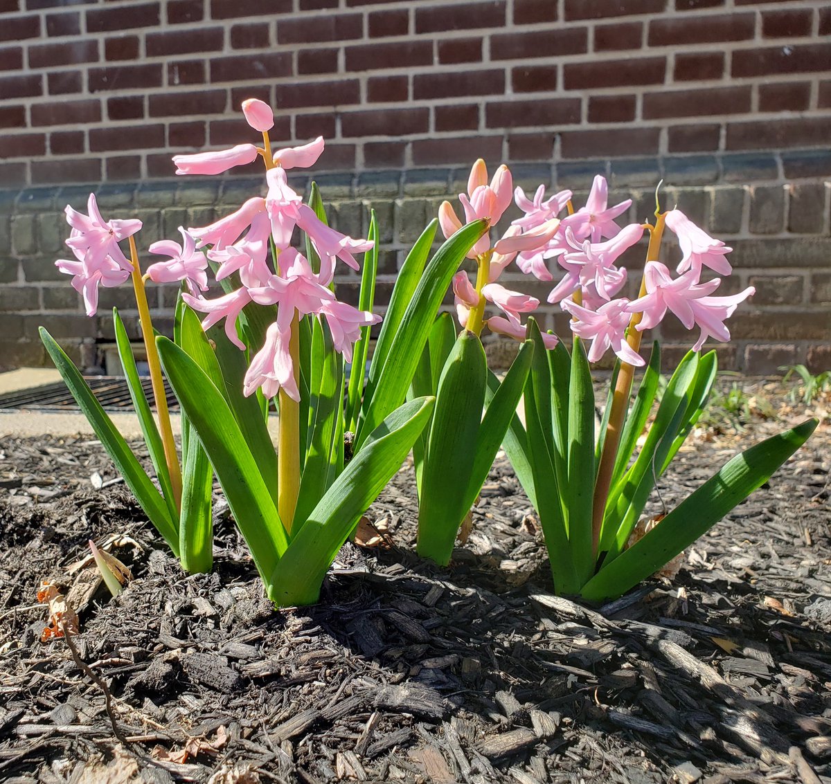 chdejam's tweet photo. #SpringTime at Cauffiel Estate. Book your 2021 event with us today! Don't delay! We still have some amazing dates available.

@JMillerCatering #Catering #NaturalBeauty #Wedding #Event #Party #Venue #Philadelphia #Wilmington #Delaware #NewJersey #BellevueStatePark #WeddingVenue https://t.co/VhdVYT6HnO