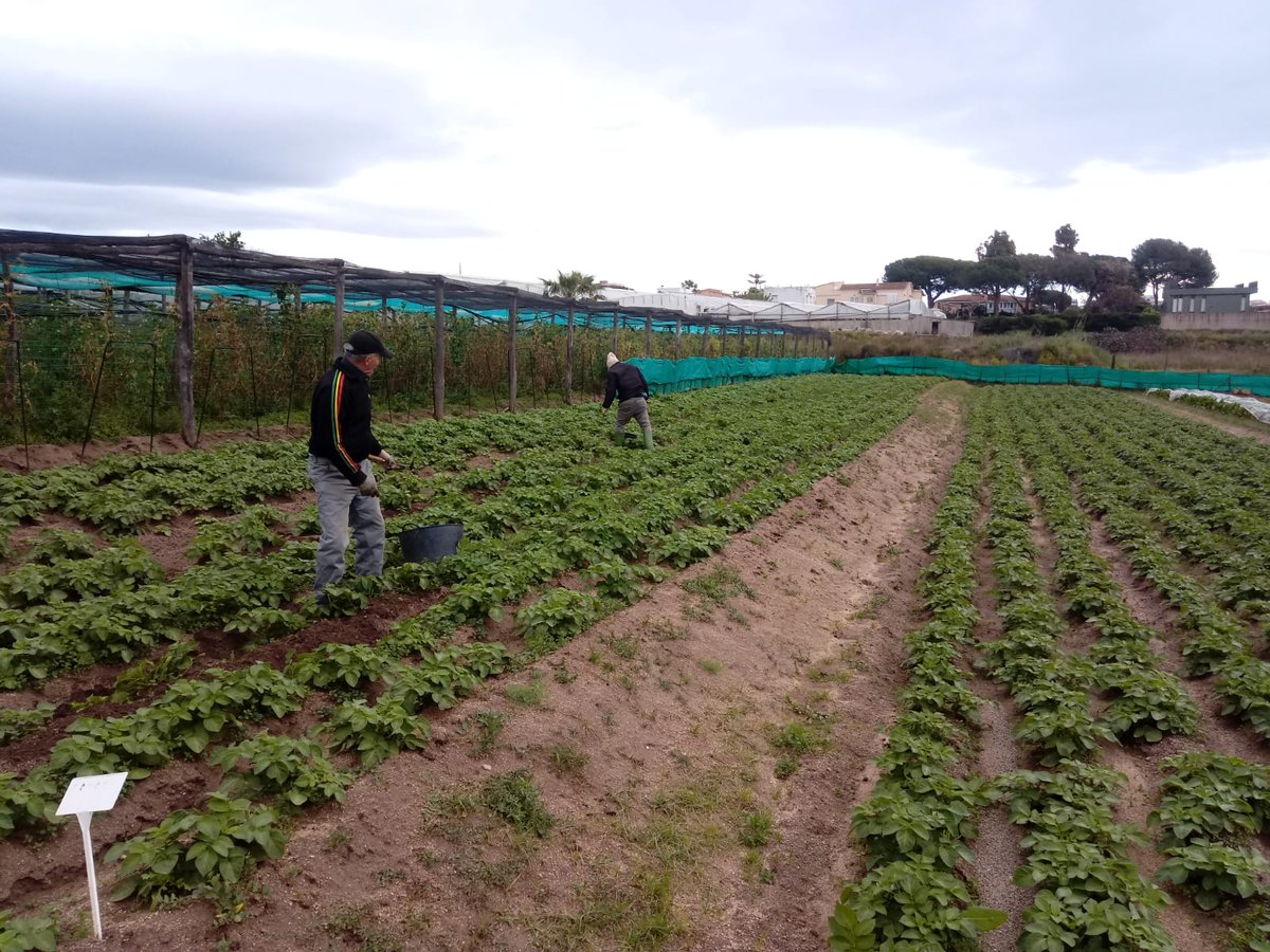 🥦🥕Un sincer agraïment als usuaris i voluntaris dels horts socials de Premià de Mar que mantenen la cura dels conreus. Cal recordar que una part destacada de la producció d'aquests horts es fa arribar al DISA, el Centre de distribució solidària d'aliments de #PremiàDeMar.