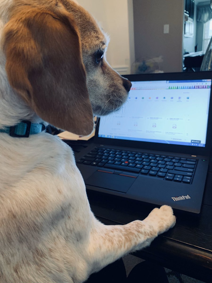 MrsEvansTweets's tweet photo. Working from home with my furry friend. #fpseuknights @ShaferTweets https://t.co/4JP9rmHTO5