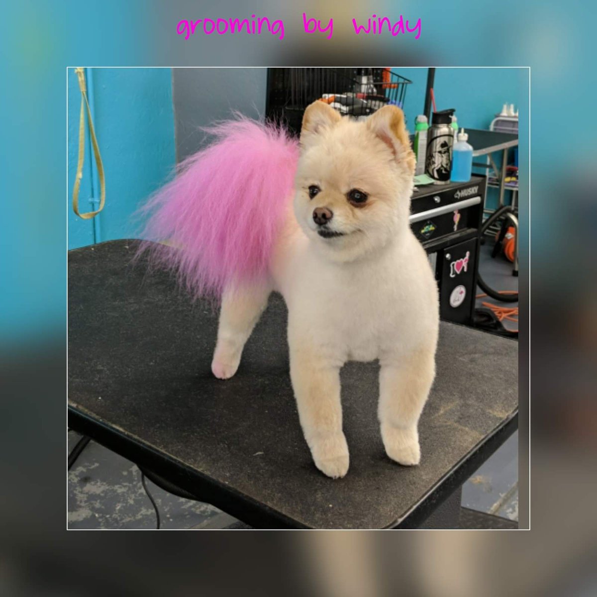 Thuvia33's tweet photo. I miss working 😭 I miss my clients! Here's a pic of Missy last time I groomed her 💞 #Pomeranian #doggroomer https://t.co/DpPtIYymle