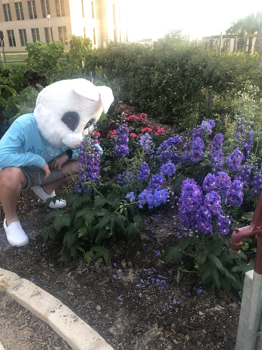 Today’s rabbit adventures include a trip to <a href="/TAMUgardens/">The Gardens at Texas A&M</a>! If you’ve never been, check it out (but maintain social distancing). #coronarabbit
