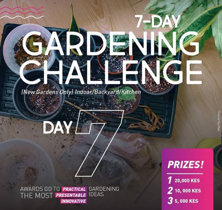 Wakabaez's tweet photo. @KenyaPoetrySlam
Day 7 manure check✓ Mulching check✓
Kales and Spinach progress is positive
#MyClimateStand https://t.co/y9uOY3CcmG