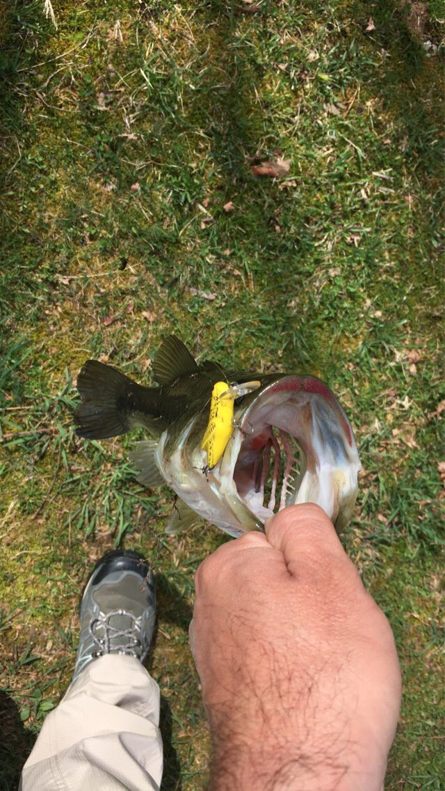 AndyWadeKY's tweet photo. #RebelLures #CatchFishAnywhere #CrickHopper #BassFishing https://t.co/8g9rBIY5gM