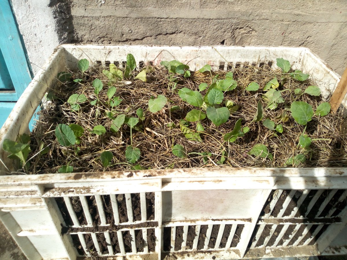 Wakabaez's tweet photo. @KenyaPoetrySlam
Day 7 manure check✓ Mulching check✓
Kales and Spinach progress is positive
#MyClimateStand https://t.co/y9uOY3CcmG