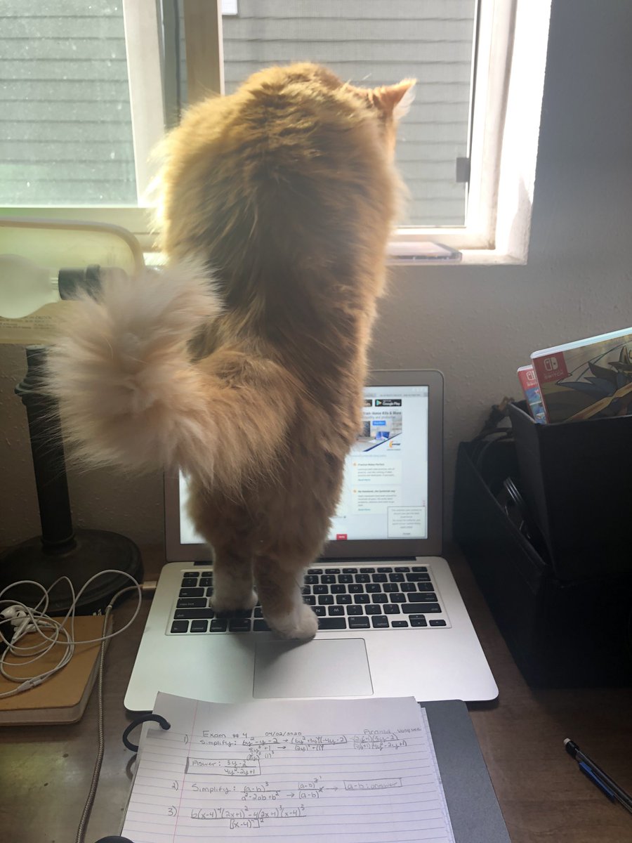 arnoldooo8's tweet photo. who wants a cat https://t.co/JqXvF65rHm