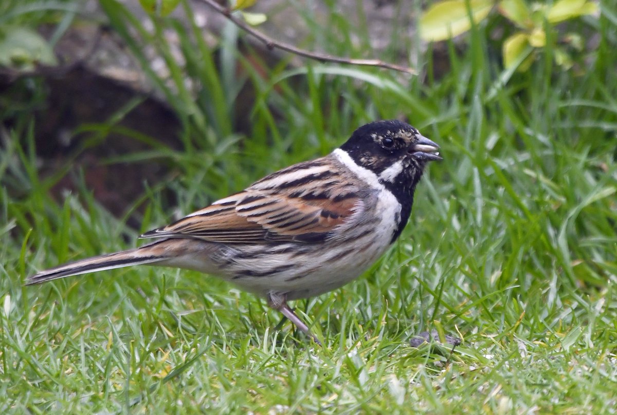 8. Reed Bunting This one is a male, but I've had both males and females visiting for the sunflower hearts I put out.  #LockdownGardenBirdsSeen 