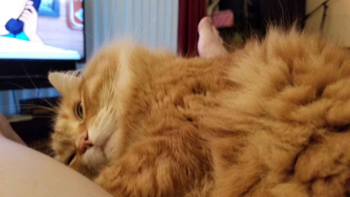 WalkingInAustin's tweet photo. Home again.  7K+ step, too much $$$$ and not all that I needed like cat litter.

Messer Mac missed me.

My feet are sore, I'm wiped out, but I'm post public outing showered, feet up, and enjoying the thunder  next to the sweetest #PushyCat ever. https://t.co/qGA0JdnVBf