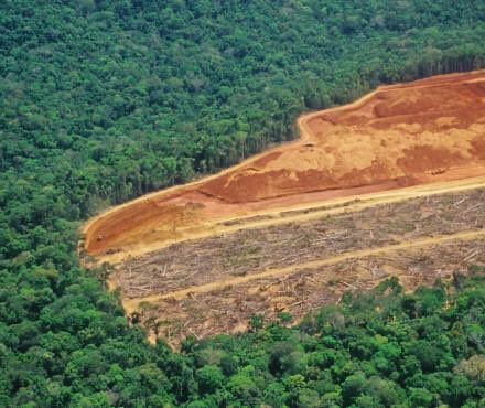 RoyalSegolene's tweet photo. C’est en stoppant les agressions contre la nature que l’on freinera les virus. Halte au fléau de la déforestation et des agressions sur la vie sauvage #lejourdapres https://t.co/nkaF6Uqpce https://t.co/B5FG4XxsbG