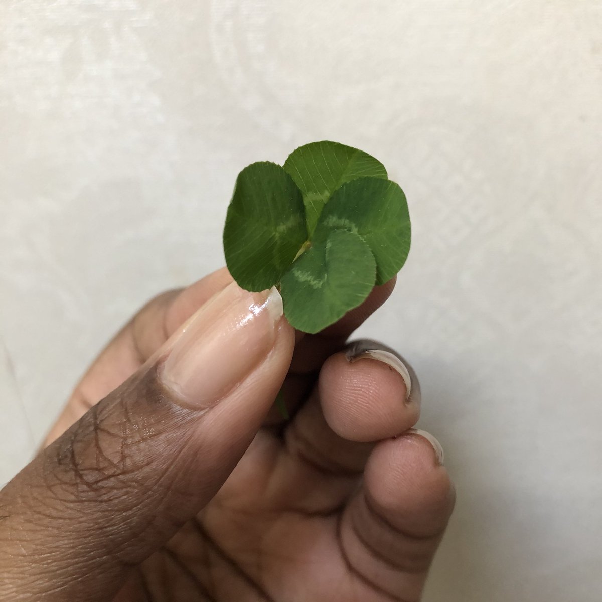 Day 4 of hunting for four leaf clovers