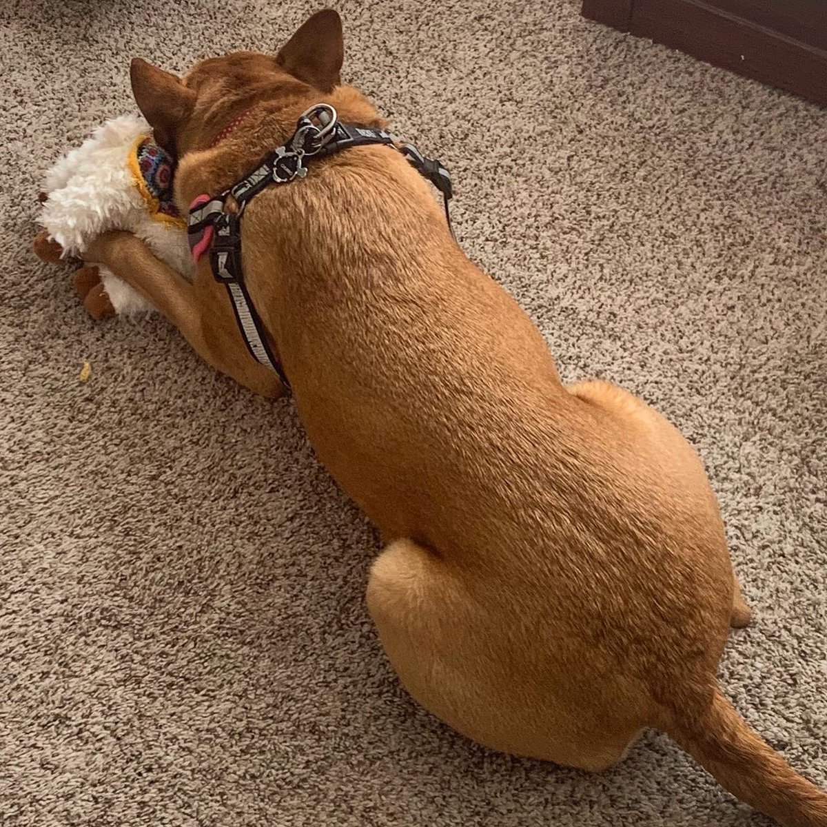 BethDotOtt's tweet photo. Stuffed llama snuggle naps are the best 🦙🥰 #churrofurro #cuddlebuddies https://t.co/BEacOJXkBX