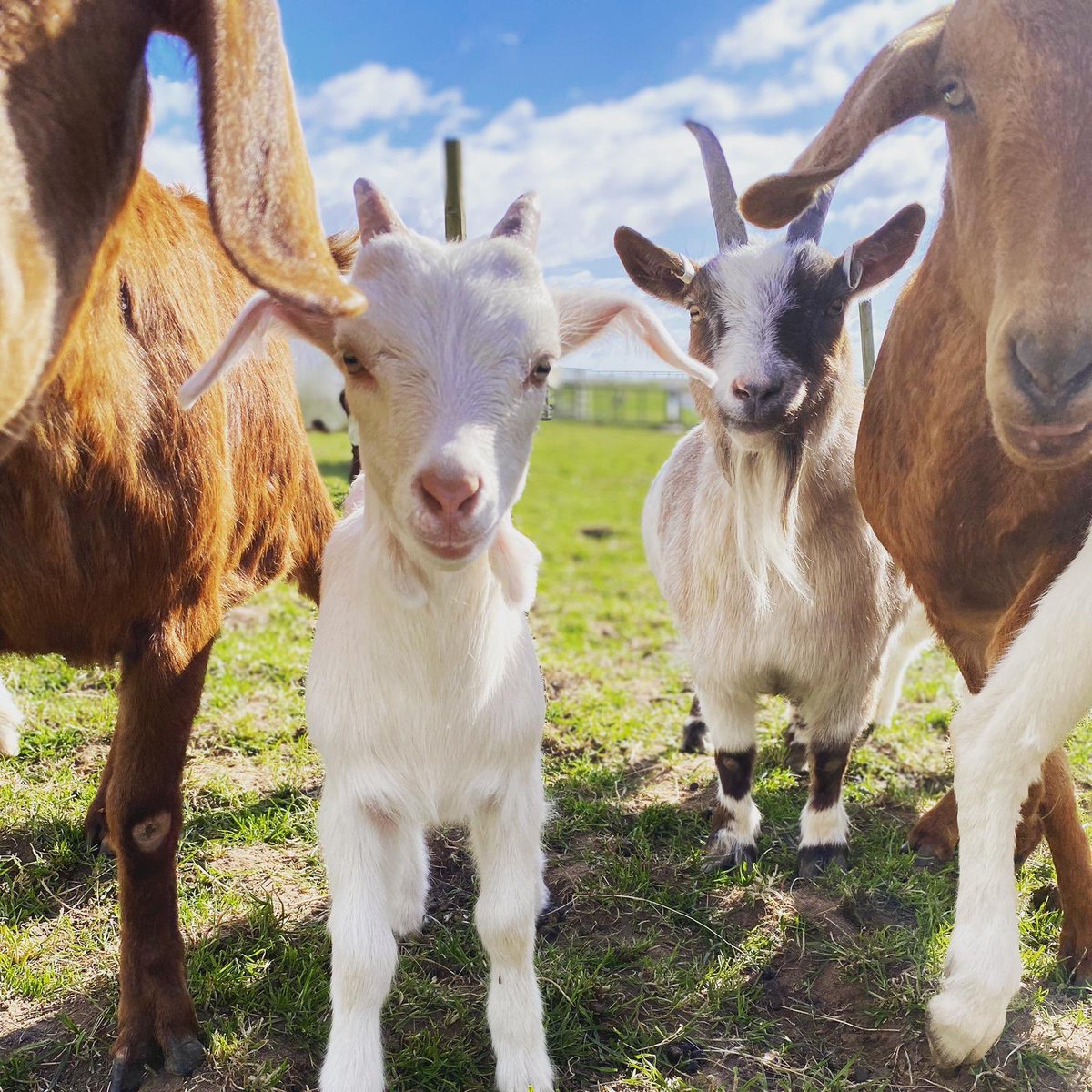 HattonWorld's tweet photo. #SquadGoals 😎🐐🐐🐐🐐 #Goat #GoatKid #Farm #HattonWorld #Spring #April #Warwick https://t.co/Lyci1USPWs