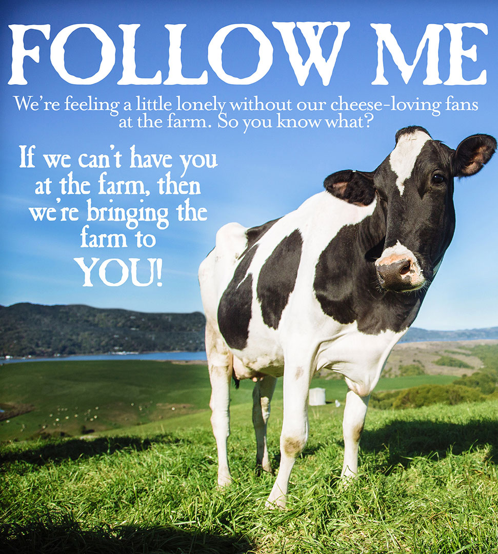 Take a tour of Point Reyes Farmstead Cheese from your couch! 🐄 If you are feeling stir crazy, a quick farm tour is just what you need! Click this link to explore cheesemaking with @pointreyescheese pointreyescheese.com/point/take-vir…