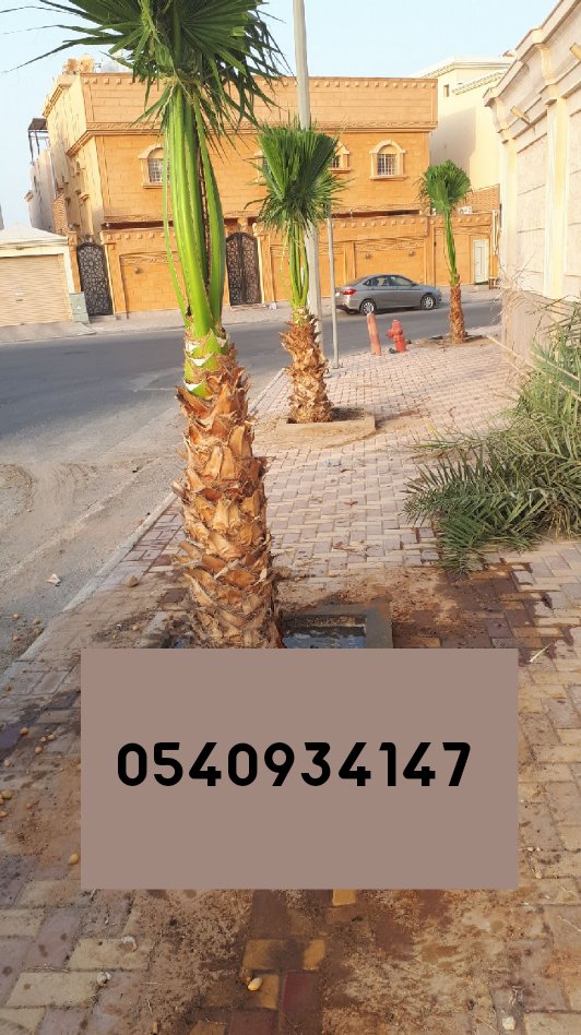 Mashtal4's tweet photo. #المنطقه_الشرقيه
لدينا جميع انواع النخيل والاشجار
والعشب
الدمام https://t.co/ZBNVSBpuXr