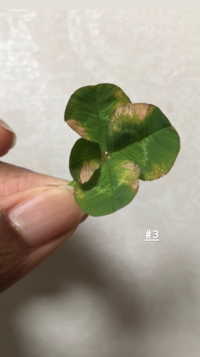 4 four leaf clovers across four days 
