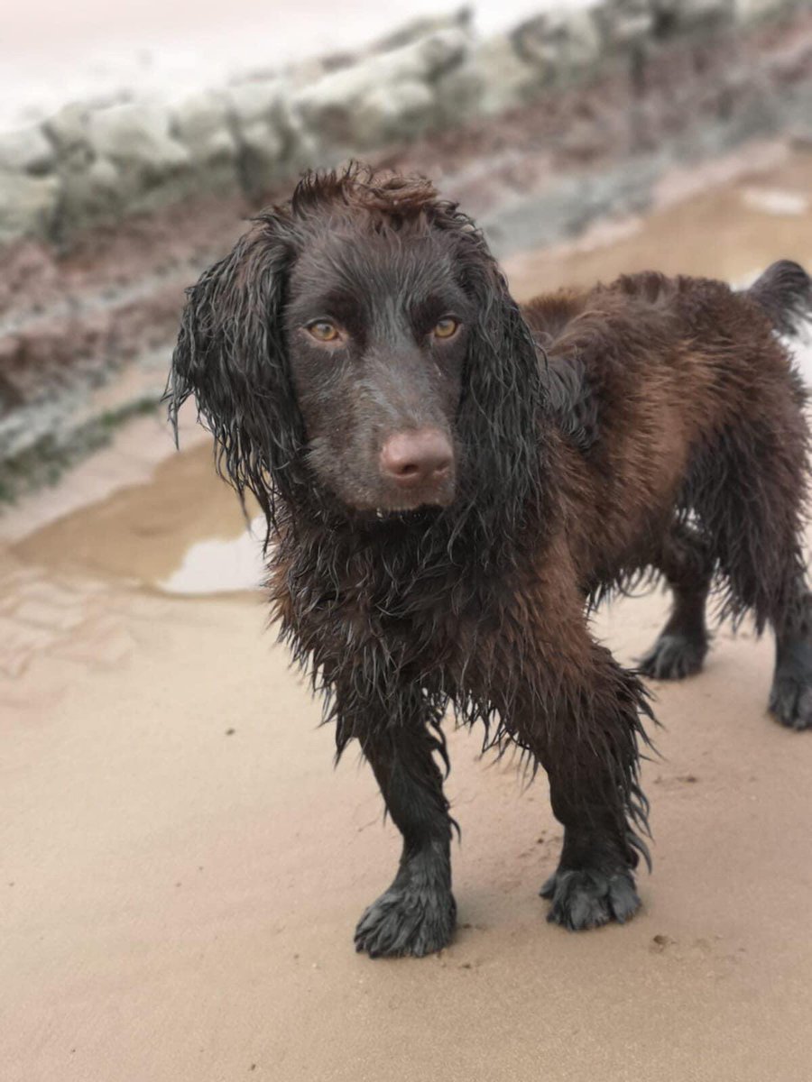 rosieDoc2's tweet photo. ❌❌❌❌STOLEN❌❌❌❌
You b******s just can’t help yourself 
1 of Luna’s pups has been STOLEN😞 
Smashed owners van to take him. Parked outside The Range #Taunton Family are distraught Pls all share 💙
https://t.co/Rr5TMXZue2
@TauntonToGo @TauntonPolice @pettheftaware @SAMPAuk_ https://t.co/ydKr38punI