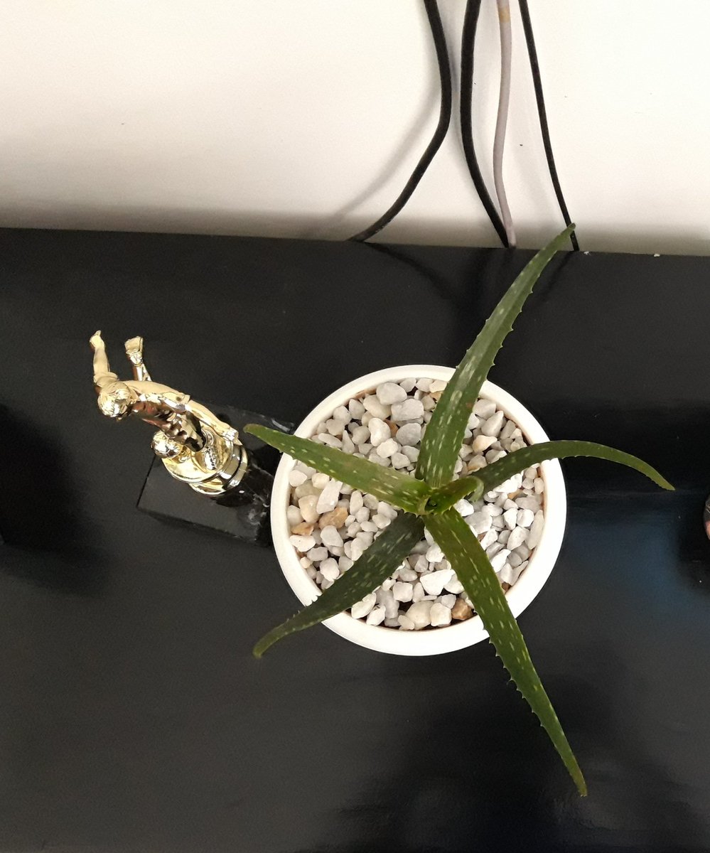Docfifie's tweet photo. DAY 7 #myclimatestand
Final day is here. Plants have picked up well and are ready to be moved. My Aloe Vera is my a centerpiece in the house. It is known to clear formaldehyde and benzene, which can be a byproduct of chemical-based cleaners, paints and more from the air... (1/3) https://t.co/sPXdJ0bmUT