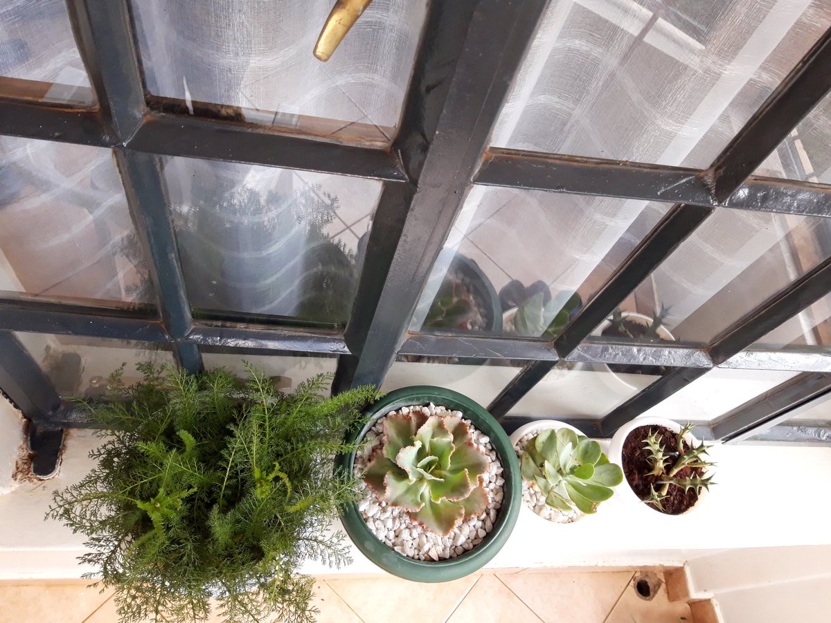 Docfifie's tweet photo. DAY 7 #myclimatestand
Final day is here. Plants have picked up well and are ready to be moved. My Aloe Vera is my a centerpiece in the house. It is known to clear formaldehyde and benzene, which can be a byproduct of chemical-based cleaners, paints and more from the air... (1/3) https://t.co/sPXdJ0bmUT