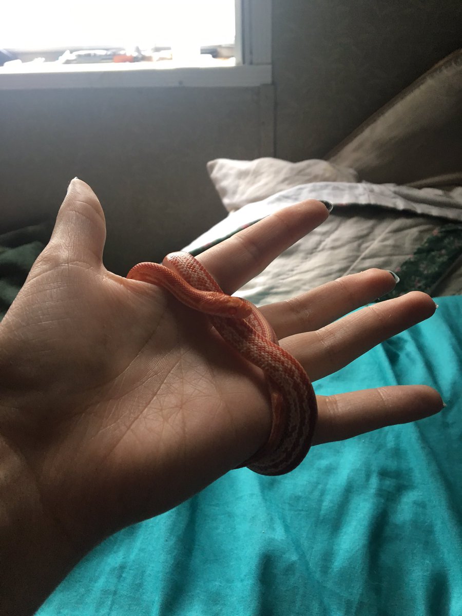 TW snakes !! adding to this thread again cause i love the lil noodle so much. He has been getting extra attention cause he got a lil sick but he’s already doing so much better !!