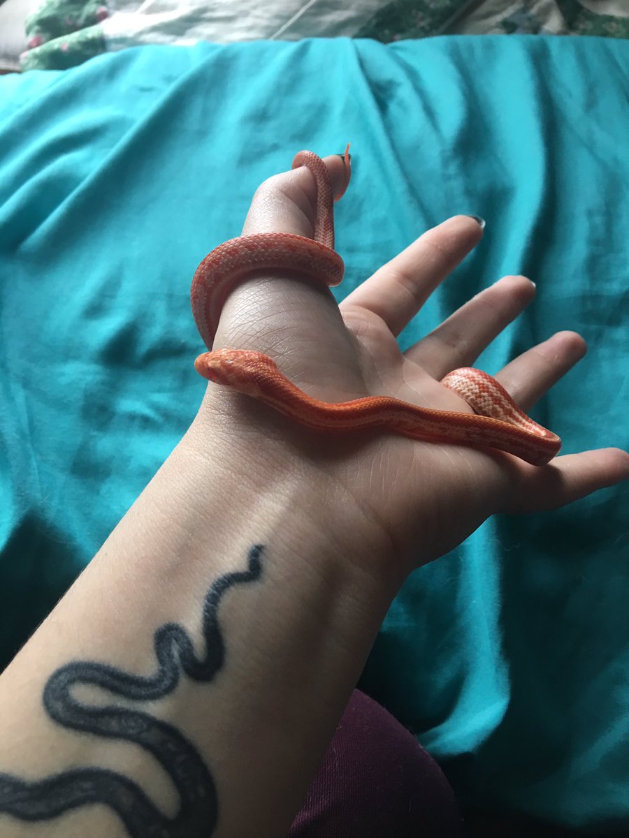 TW snakes !! adding to this thread again cause i love the lil noodle so much. He has been getting extra attention cause he got a lil sick but he’s already doing so much better !!