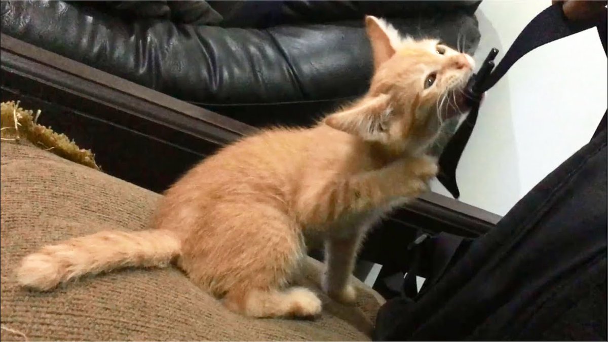 MeowMoeDotCom's tweet photo. #Cute #Kitten Eating Backpack
#Cats #Cat #Kittens #Kitten #Kitty #Pets #Pet #Meow #Moe #CuteCats #CuteCat #CuteKittens #CuteKitten #MeowMoe
#ActiveKitten #AnakKucing #Cat #CatEating #CatMeow #CatMeowing #CatRescue #Cats
https://t.co/HzAkFThBuX
. https://t.co/wBw2Fp1SMV