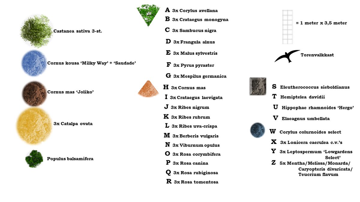 TreeportZundert's tweet image. .... en ondertussen werkt @Groeibalans Teelt &amp;amp; Onderzoek aan de realisatie van de #Voedselhaag, die ook dienst gaat doen als een soort #proeftuin in het klein. Een interessant project om te volgen en extra kennis te vergaren!