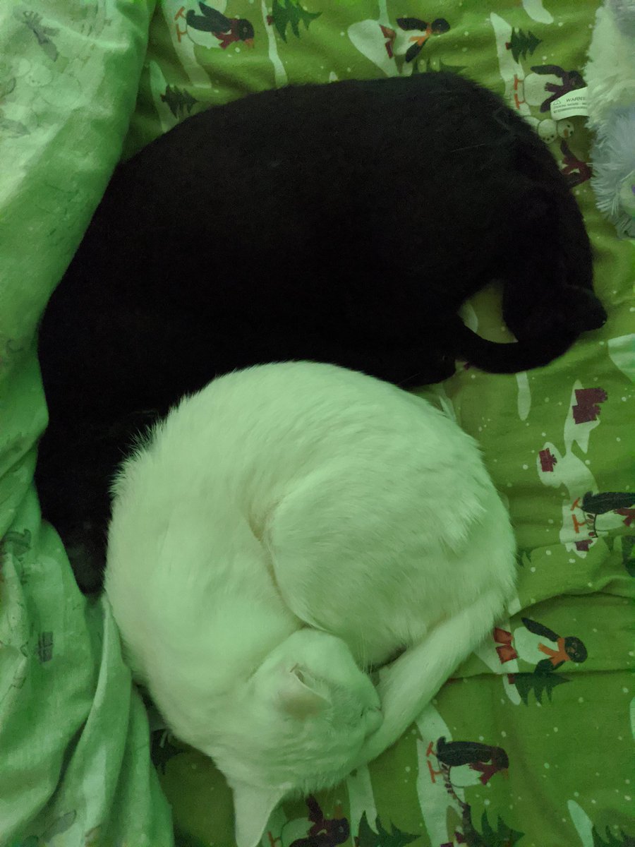juliecmurphy's tweet photo. #SocialDistancing is lost on these two!  #COVID19 https://t.co/32JQMqvrBD