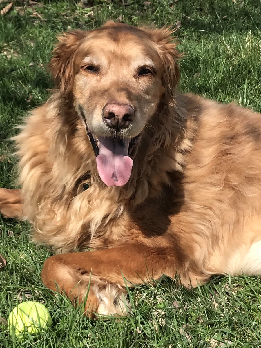 Had to say goodbye to this good boy today. Murphy, you were the best dog a family could ask for and more than I deserved. See you on the other side someday.