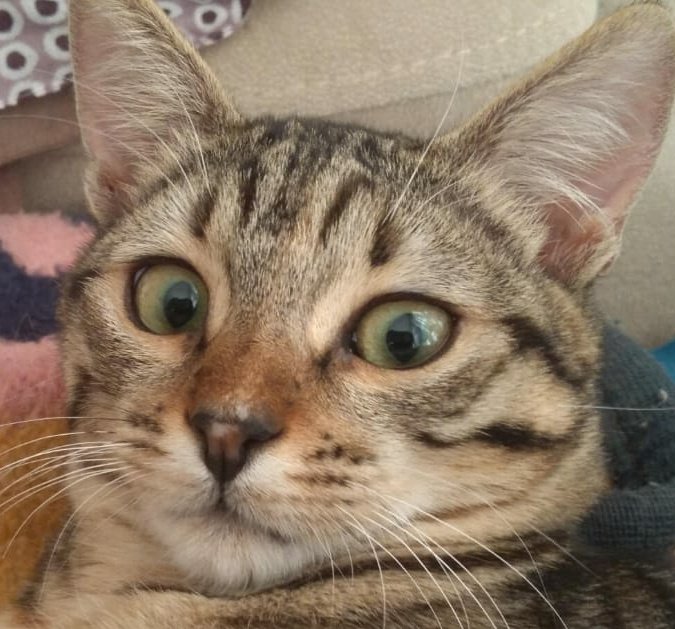 Online eğitimde video beklerken slaytla karşılaşmışımdır: