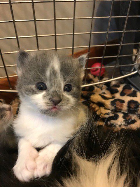 NHSCats's tweet photo. Some kittens were born in one of our foster homes! They won’t be ready for adoption for a while, but look at how cute they are! https://t.co/0VJa6TiJh9