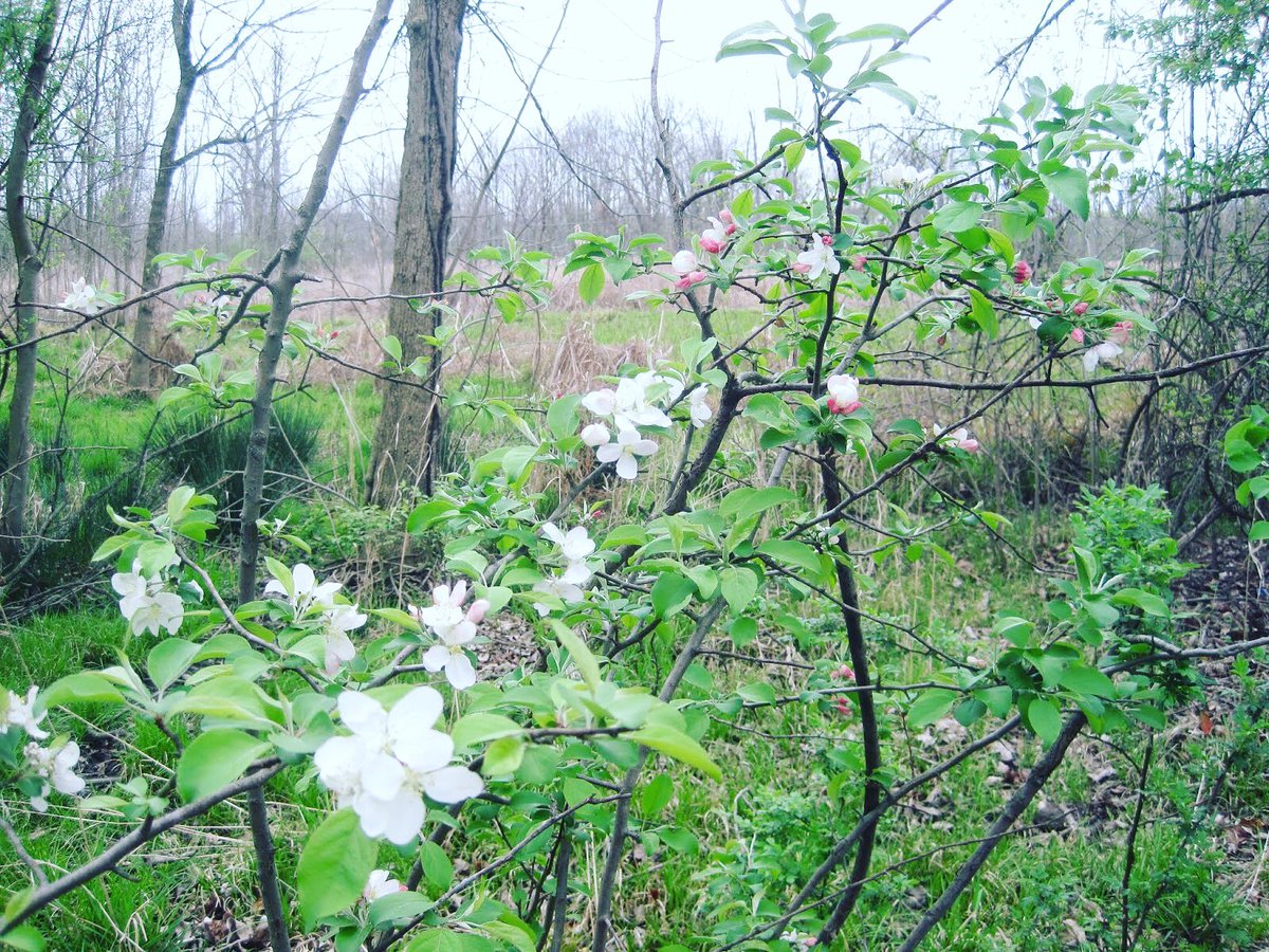 “Although the coronavirus outbreak has forced closure of some park facilities, the trails remain open in Alexandria as of this writing, &amp; they offer the opportunity to get outdoors while maintaining the requisite social distancing.”
Read more on our blog:
fourmilerun.org/2020/03/crabap…