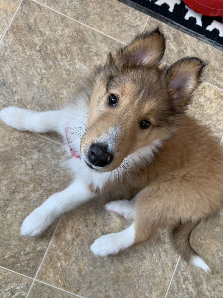 ChorneyErin's tweet photo. Introducing my new coworker, Max! #workfromhome #firstsnowfall https://t.co/SwcwC26vR8